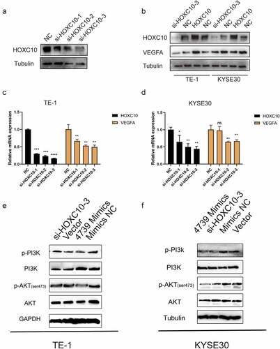 Figure 4. MiR-4739 negatively regulates vascular endothelial growth factor A (VEGFA) levels and the phosphatidylinositol 3-kinase (PI3K)/AKT signaling pathway by targeting HOXC10. (a) Representative western blot images of the effects of short interfering RNA targeting HOXC10 on esophageal squamous cell carcinoma (ESCC) cells. (b–d) Western blot and reverse transcription quantitative-polymerase chain reaction analysis of the protein and messenger RNA levels of HOXC10 and VEGFA in ESCC cells after transfection with si-HOXC10-3 and HOXC10 plasmids. (e, f) Western blotting of PI3K, p-PI3K, AKT, and p-AKT expression in TE-1 or KYSE30 cells after transfection with miR-4739 mimics or HOXC10 siRNA-3; beta-tubulin or GAPDH was used as an internal control. *P < 0.05; **P < 0.01.