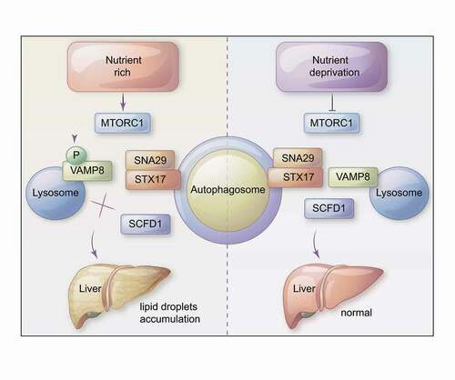 Figure 1. A model showing a role of MTOR in hepatic lipid metabolism. In nutrient-rich conditions (left panel), MTORC1 directly phosphorylates VAMP8, thereby inhibiting autophagosome-lysosome fusion by blocking STX17-SNAP29-VAMP8 SNARE complex formation. Upon nutrient deprivation, MTORC1 activity is inhibited (right panel) and SCFD1 accelerates STX17-SNAP29-VAMP8 complex formation. We also determined that differential VAMP8 phosphorylation of SCFD1 can cause dysregulation of lipid metabolism in the livers of mice.