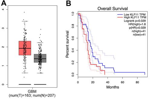 Figure 1 The TCGA database predicted (A) the expression of KLF11 was increased in GBM tissues and (B) high KLF11 expression was associated with poor overall survival of GBM patients.