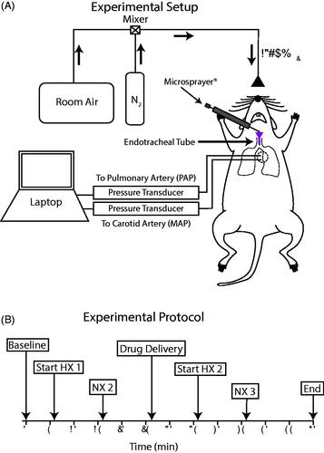 Figure 1. Experimental design. (A) Schematic of the in vivo experimental setup. Hypoxic conditions were induced by mixing room air with N2 to deliver 13% O2. The emulsion was administered to the lungs via the endotracheal tube using a Microsprayer®. Mean pulmonary arterial pressure (PAP) and mean arterial pressure (MAP) were measured using fluid-filled indwelling catheters connected to pressure transducers and recorded with a laptop using the BioPac MP150 system. (B) Experimental protocol indicating time points for normoxia (NX), hypoxia (HX), and drug delivery throughout the experiment.