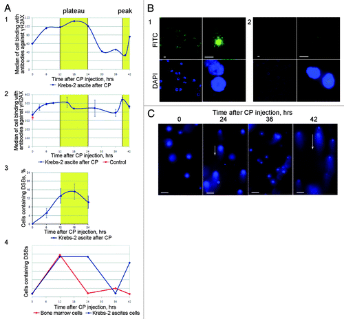 Figure 6. Analysis of DSB formation and repair in ascites cells of Krebs-2 tumor; CP treatment was used to induce DSBs in experimental animals. (A) Results of three independent experiments (1, 2, and 3) to quantify γН2AХ-positive repair foci found at DSBs. FACS-based (1 and 2) and fluorescence microscopy-based (3) quantifications were performed. 4, schematic diagram comparing formation and repair dynamics of DSBs in bone marrow cells (red)Citation15 and in ascites cells Krebs-2 (blue). (B) Representative image of ascites Krebs-2 cells immunostained with γН2AХ-specific antibodies (1). 2, control, incubation with primary antibodies was omitted from the protocol. DAPI, chromatin staining; FITC, γН2AХ. Bars correspond to 10 µm. (C) Comet assay showing formation and disappearance of DSBs in ascites cells Krebs-2. Note the presence and absence of comet tails matches the timepoints with maximal and minimal DSBs shown on plot 4. Bars correspond to 50 µm.