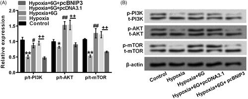 Figure 6. Increased BNIP3 expression blocked the PI3K/AKT/mTOR signalling pathway activated by 6 G in hypoxia-induced cardiomyocytes. (A) The relative phosphorylated expression of regulatory factors (PI3K, AKT and mTOR) were normalized after Western blot assay. (B) Regulatory factors were separated by SDS-PAGE according to their molecular masses. The size of p-PI3K is about 60 kDa. H9c2 cells were neither treated with 6 G nor induced by hypoxia in the Control group; H9c2 cells were induced by hypoxia for 24 h in the Hypoxia group; Hypoxia-induced H9c2 cells were transfected with pcDNA3.1 or pcBNIP3 before 6 G treatment in the Hypoxia + 6 G + pcDNA3.1 or Hypoxia + 6 G + pcBNIP3 groups. 6 G: [6]-Gingerol; p-: phospho-; t-: total-; SDS-PAGE: sodium dodecyl sulfate-polyacrylamide gel electrophoresis. *p < .05 or **p < .01 vs Control; #p < .05 or ##p < .01 vs Hypoxia; ++p < .01 vs cells transfected with pcDNA3.1.
