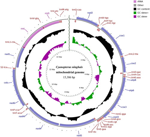 Figure 2. Mitochondrial genome map of Cyanopterus ninghais. Clockwise genes on the outer circle are on the H-strand, and counterclockwise genes on the inner circle are on the L-strand.