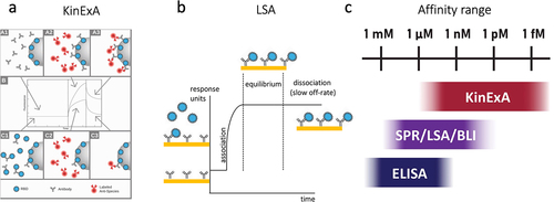 Figure 2. Sensitivity comparison of KinExA and LSA. a) Measurement method for KinExA. Signals are generated from a fluorescent anti-species antibody that detects the specific antibody captured on antigen-coated beads. Panels A1–A3 represent experiments, where the sample contains antibody only and can bind to antigen-coated beads. The resulting high signal is indicated in panel B. Panels C1–C3 represent a sample that contains an excess of antigen, which limits the available free antibody that can bind to antigen-coated beads. The resulting low signal is indicated in panel B. b) A routine LSA capture/couple kinetic protocol. A monoclonal antibody is captured or coupled directly to the gold surface with the antigen flow across the region of interest. Association of the antigen is depicted with an elevated response unit, until the point of equilibrium. c) Affinity ranges reliably, determined by different measurement platforms.