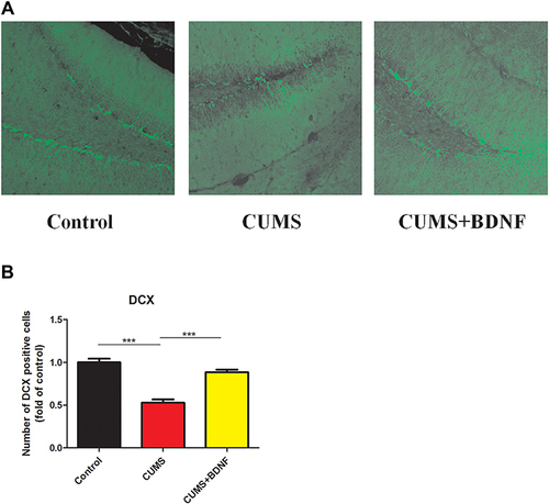 Figure 5 Effect of BDNF treatment on neurogenesis in the hippocampus. (A) Confocal photomicrographs of doublecortin-immunostained immature neurons in the dentate gyrus of mice under various treatments. (B) Quantification of doublecortin-positive cells in the dentate gyrus of mice under various treatments. Data are presented as mean ± S.E.M, n = 4. ***p < 0.001. One way ANOVA statistics: F a = 42.39.