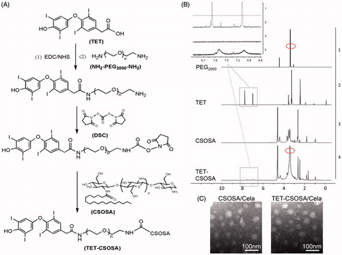 Figure 1. Synthesis route, 1 H NMR spectra, and characterization of TET-CSOSA micelles. (A) Synthetic route of TET-CSOSA. (B) 1 H NMR spectra of NH2-PEG2000-NH2, TET, CSOSA, and TET-CSOSA. The representative peaks were pointed out and magnified (upper). (C) TEM images of the CSOSA/Cela and TET-CSOSA/Cela micelles.
