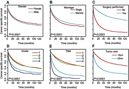 Figure S3 Curves for CSS in subgroups within the entire SEER cohort. Sex (A), marital status (B), surgery performed (C), grade (D), TNM stage (E), and tumor size (F).