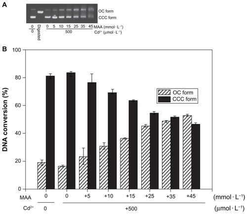 Figure 4 Co-effect of Cd2+ and MAA on the configuration of plasmid DNA. (A) Electrophoresis in 1% agarose gel of pUC18 DNA (150 ng per sample) incubated with Cd2+ in the presence of increasing MAA concentrations for 12 hours at 4°C in the dark. Lane 1: pUC18 DNA only; lane 2: pUC18 DNA digested by Hind III; lanes 3–9: pUC18 DNA incubated with mixtures of Cd2+ (500 μmol/L) and 0, 5, 10, 15, 25, 35, 45 mmol/L MAA. (B) Scanning densitometry results of three replicate experiments for each sample, with the error bars representing the standard deviations.Abbreviations: OC, opened circular; CCC, covalently closed circular; MAA, mercaptoacetic acid.