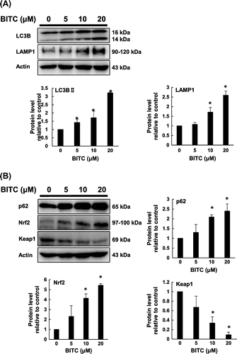 Fig. 1. Modulating effects on BITC on autophagic (A) and cytoprotective (B) molecules.