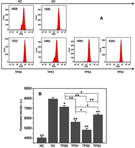 Figure 2 ROS levels of HK-2 cells before and after TPS repair by flow cytometry detection. (A) Histogram of ROS levels. (B) Statistical histogram of ROS levels. Oxalate damage concentration: 2.8 mM; damage time: 3.5 h; polysaccharide concentration: 80 μg/mL; repair time: 10 h. Compared with the DC group: *p<0.05; **p<0.01.Abbreviations: DC, damaged control; HK-2, human kidney proximal tubular epithelial; NC, normal control; ROS, reactive oxygen species; TPS, tea polysaccharide.