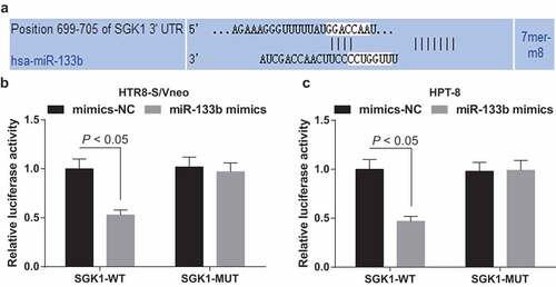 Figure 7. MiR-133b targets SGK1. a. Prediction of the binding site of miR-133b and SGK1 at bioinformatics website; b. Validation of the regulatory relationship between miR-133b and SGK1 in HTR8-S/Vneo cells by dual-luciferase reporter gene assay; c. Validation of the regulatory relationship between miR-133b and SGK1 in HPT-8 cells by dual-luciferase reporter gene assay; the data in the figure are all measurement data, using the mean ± standard deviation form; comparison between two groups were analyzed by independent sample t-test.