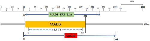 Figure 2. Analysis of the structure of ZmMADS42 gene.