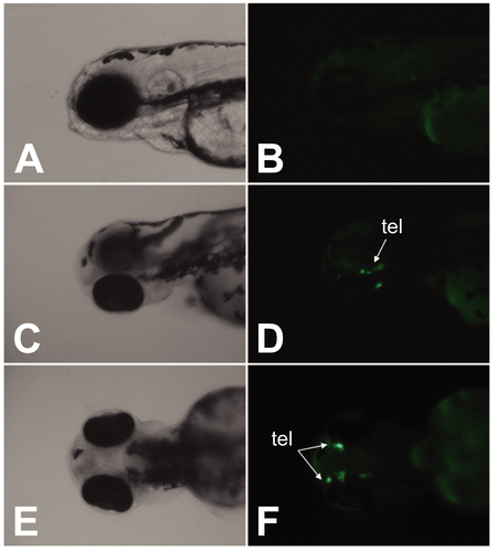 Figure 6.  EGFP expression in response to genistein exposure. pzfAroB-EGFP injected embryos were exposed to genistein (10−6 M) at 2 hpf for 4 days. EGFP expression was localized in the telencephalon (tel) located in the forebrain. (A and B) vehicle-treated zebrafish embryos, (C–F) genistein-treated zebrafish embryos. (A, C, E: light microscope images, B, D, F: fluorescence microscope images).