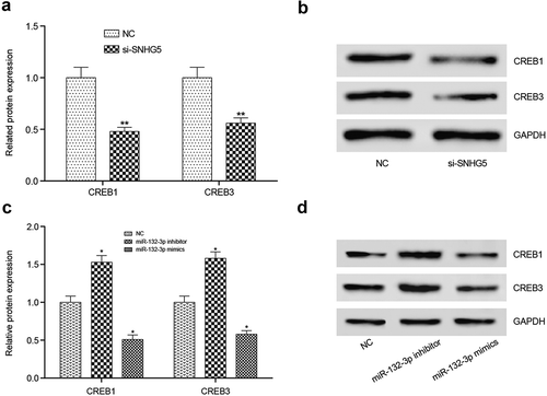 Figure 9. Effects of lncRNA SNHG5 or miR-132-3p on CREB family protein in CRC cells. (a,b) CREB1 and CREB3 protein expression levels decreased observably in si-SNHG5 group compared with NC group. (c,d) CREB1 and CREB3 protein expression levels were prominently increased in miR-132-3p inhibitor compared with NC group, while decreased in miR-132-3p mimics group. *P < 0.05, **P < 0.01, compared with NC group.