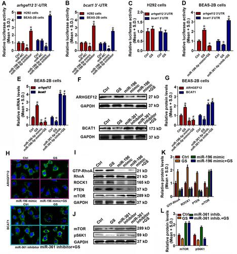 Figure 4 miR-196-5p/arhgef 12 and miR-361-5p/bcat1 pathways involved in GS-induced anti-proliferative effects on BECs. The luciferase assay were performed in H292 and BEAS-2B cells after pGL-3-bcat1-3ʹUTR and pGL-3-arhgef12-3ʹUTR plasmids co-transfected with specific miRNA mimics or inhibitors (A and B), or stimulated by GS with or without miR-195-5p mimic (or miR-361-5p inhibitor) (C and D). The mRNA (E), protein (F and G), and immunofluorescence (H) levels of ARHGEF12 and BCAT1 were detected in BEAS-2B cells after stimulated by GS with or without miR-195-5p mimic or miR-361-5p inhibitor. (I and J) The protein levels of GTP-RhoA, RhoA, ROCK1, PTEN, mTOR, and pS6K1 were detected in BEAS-2B cells after stimulated by GS with or without miR-195-5p mimic or miR-361-5p inhibitor. (K and L) Shown are representative and expressed as the Means ± S.D. The bars with different superscripts in each panel were significantly different. Experiments were performed in triplicate for each group, *p< 0.05 vs Control, #p<0.05 vs GS.