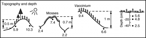 FIGURE 7.  The effect of microtopography (hummocks, peat covered rocks) and depth on ground temperature in the dwarf tree zone on a hot summer day (18 July 2003)