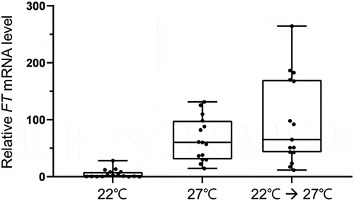 Figure 2. The thermal effect on FT gene expression is further increased under the modified conditions.