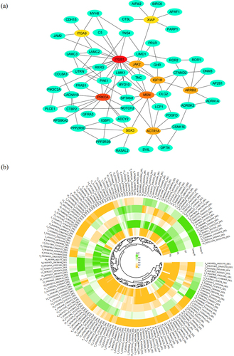 Figure 5. The 166 candidate SVs refered to viral infections. (a) Protein–protein interaction network analysis of the candidate genes related to immune pathways. Top 10 hub genes were colored in red, orange and yellow, and the others colored in green. (b) Heat map of the 166 candidate SVs based on the variation frequency in all the groups (Xiang-R, Xiang-S, Xiang pigs (Xiang-R and Xiang-S), Yorkshire, and Phacochoerus africanus).