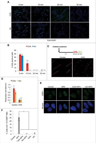 Figure 1. Short-term CHX treatment blocks DNA replication. (A) Representative images of U2OS cells treated with 10 μg/ml CHX (36 μM) or 2 mM HU for the timepoints indicated. Cells were subsequently pulsed with 10 μM EdU for 20 minutes (in presence of inhibitors), followed by fixation and fluorescent labeling. (B) Quantification of (A) as the percentage of 100 cells counted in each experiment (n = 3). (C) Schematic representation of experimental setup of the fiber assay and representative images of DNA fibers. (D) Average replication speed of control or CHX (10 μg/ml) treated U2OS cells (n = 2). (E) U2OS cells were left untreated or treated with 0.4 μM aphidicolin (APH) for 24 hours. When indicated, cells were pre-treated with 10 μg/ml CHX or 2 mM HU 10 minutes prior to APH addition and kept in the media for the duration of the experiment. Cells were fixed and immunostained for 53BP1. Note that cells treated with HU and APH still induce 53BP1 foci (as seen in the image), whereas 53BP1 nuclear body formation is diminished. (F) Quantification of immunofluorescence in (E) as the percentage of 100 cells containing >10 53BP1 nuclear bodies (NBs) in each experiment (n = 2). The error bars depict standard deviation; *P ≤ 0.05, ** P < 0.01, ***P ≤ 0.001 as determined by Student's t-test. See also Figure S1.