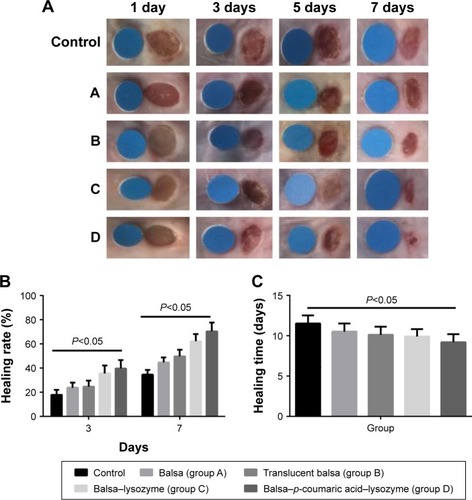 Figure 7 (A) Wound healing from day 1 to day 7 (standard wafer diameter 0.6 mm); (B) wound-healing rates at 3 and 7 days; (C) complete-healing time.