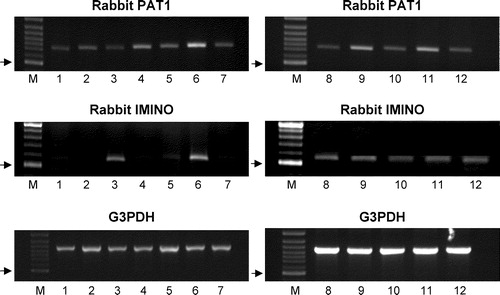 Figure 2.  Expression of PAT1 and IMINO mRNA in rabbit tissues. Products of PCR using primers specific for PAT1 (739bp), IMINO (539bp) and G3PDH (983bp) and cDNA from multiple rabbit tissues. Lanes are: M, 100 bp marker; 1, heart; 2, liver; 3, kidney; 4, duodenum; 5, jejunum; 6, ileum; 7, colon; 8–12, brain (8, cerebellum; 9, hippocampus; 10, striatum; 11, frontal cortex; 12, parietal cortex). PCR products were separated on a 1% agarose gel and were visualized by ethidium bromide staining. The arrows indicate the position of the 500 bp marker in lane M on each gel.