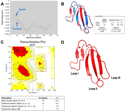 Figure 2. Homology modeling of conserved cytotoxin (CTX). (A) DOPE energy score profile shows the alignment of conserved CTX model and template (1ug4A); (B) The superimposed image for both the template (1ug4A) and conserved cytotoxin. Blue represents the template (1ug4A) while the red represents the conserved CTX model; (C) Ramachandran plot of conserved CTX to visualize the energetically allowed regions for a polypeptide backbone at different angles ψ against φ of amino acid residues. The red region is the most favored region, whereas the yellow region represents additionally allowed region. The pale-yellow region represents for the generously allowed region. The white region is the disallowed region; (D) Three-dimensional structure of conserved CTX determined from Modeller version 9.19, using cytotoxin from Naja atra venom (1ug4A) as the template.