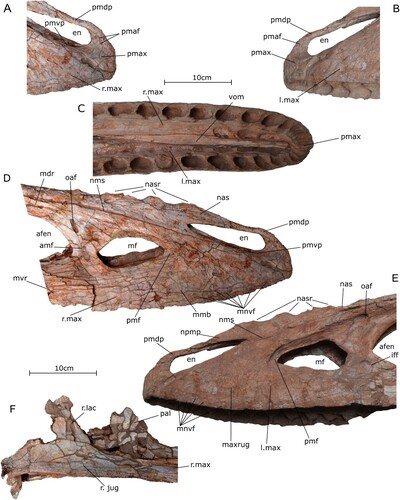 FIGURE 2. Close-ups of the anterior cranium of the holotype specimen of Qianzhousaurus sinensis (GM F10004). A, premaxilla in right lateral view; B, premaxilla in left lateral view; C, anterior snout in ventral view; D, anterior snout in right lateral view; E, anterior snout in left lateral view; F, right jugal/lacrimal articular region in right lateral view. Abbreviations: afen, antorbital fenestra; amf, additional maxillary fossa; en, external naris; iff, intra fenestra foramina; l. max, left maxilla; maxrug, maxilla rugosity; mdr, maxilla dorsal ramus; mf, maxillary fenestra; mmb, maxillary main body; mnvf, maxillary neurovascular foramina; mvr, maxillary ventral ramus; nas, nasal; nasr, nasal rugosities; nms, nasal/maxilla suture; npmp, nasal premaxillary process; oaf, ovoid accessory foramen; pal, palatine; pmaf, premaxillary accessory foramen; pmax, premaxilla; pmdp, premaxillary dorsal process; pmf, promaxillary fossa; pmvp, premaxillary ventral process; r.jug, right jugal; r.lac, right lacrimal; r. max, right maxilla; vom, vomer.