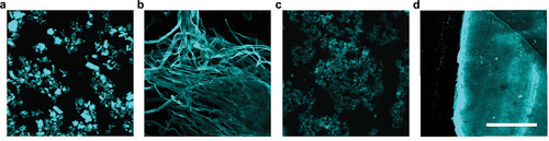 Figure 13. Optotracing for cellulose detection. Fluorescence confocal imaging of (a) microcrystalline cellulose, (b) pulp cellulose, (c) cellulose nanofibrils, and (d) paper made of cellulose nanofibrils, stained with an optotracer. Excitation at 473 nm and bandwidth filters detecting 490–530 nm were applied. Scale bar = 200 μm. Reprinted from Choong et al. 2016 [Citation89], (open access CC by 4.0).