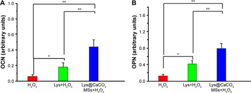 Figure S3 Quantification analysis results.Notes: Quantification analysis results of the expression of OCN (A) and OPN (B) in H2O2-treated, Lys (0.8 mM)+H2O2-treated and Lys@CaCO3 MSs (containing 0.8 mM Lys)+H2O2-treated groups, respectively (*P<0.05, **P<0.01, n = 3, each group treated with 80 μM H2O2 at pH = 5.5).Abbreviations: Lys, L-lysine; MSs, microspheres; OCN, osteocalcin; OPN, osteopontin.