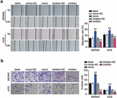 Figure 3. MiR-130a-3p enhanced cell migration and invasion of gastric cancer cells. (A) Cell migration level was determined in MKN45 and AGS cells transfected with NC and miR-130a-3p mimic by wound healing assay. (B) Cell invasion was detected in MKN45 and AGS cells transfected with miR-130a-3p mimic and NC by transwell assay. *, P < 0.05; **, P < 0.001. NC, negative control; mimic, miR-130a-3p mimic