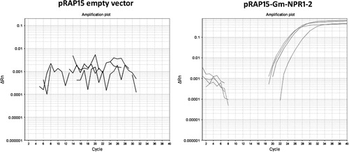 Figure 5. qPCR to determine the expression of the transgene in RNA extracted from transgenic roots. Left panel, roots transformed with the empty pRAP15 vector. Right panel, roots transformed with Gm-NPR1-2.