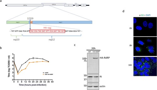 Figure 3. Subcellular localization of IBV nsp12. (a) Schematic diagram showing the genome structure of IBV and the position of the HA tag inserted in the recombinant IBV (rIBV-HA-RdRP) harbouring an HA-tagged RdRP. (b) Growth kinetics of rIBV-HA-RdRP. The growth kinetics of wild type (WT-rIBV) and rIBV-HA-RdRP were determined in cell lysates harvested at the indicated time points post-infection, using the TCID50 method. IBV titers are expressed in log TCID50 per millilitre. (c) Analysis of the HA-tagged RdRP (HA-nsp12) expression in H1299 cells infected with rIBV-HA-RdRP. Cells were infected with wild type IBV and rIBV-HA-RdRP at an MOI∼2, respectively, harvested at 20 h post-infection, and lysates prepared. Protein samples were separated by SDS-PAGE and analysed by Western blotted with anti-HA and anti-IBV N antibodies. β-Actin was used as a loading control. The sizes of the protein ladder in kDa are shown on the left. (d) Subcellular localization of the HA-tagged IBV nsp12 in infected cells. Vero cells were infected with rIBV-HA-RdRP at an MOI∼1, fixed at 0, 8 and 16 h post-infection, respectively, immunostained with mouse anti-HA antibody, and examined by confocal microscopy. Blue represents nuclei staining with DAPI and green represents HA-tagged nsp12.