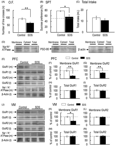 Figure 2. (A) Locomotor activity was measured 2 h after the final SDS exposure (O.F.: control, n = 5; SDS, n = 5). (B, C) Sucrose preference test (SPT: B) and total intake (C) (control, n = 5; SDS, n = 5). (D) Representative western blot of membrane and total GluR1 and GluR2 in the PFC 2 h after the final SDS exposure. (E–H) Representative graphs of the protein level of membrane GluR1 (E, control, n = 5; SDS, n = 5), membrane GluR2 (F, control, n = 5; SDS, n = 5), total GluR1 (G: control, n = 5; SDS, n = 5), and total GluR2 (H, control, n = 5; SDS, n = 5) in the PFC. (I) Representative western blot of membrane and total GluR1 and GluR2 in the VM 2 h after the final SDS exposure. (J–M) Representative graphs of the protein level of membrane GluR1 (J, control, n = 5; SDS, n = 5), membrane GluR2 (K, control, n = 5; SDS, n = 5), total GluR1 (L, control, n = 5; SDS, n = 5), and total GluR2 (M, control, n = 5; SDS, n = 5) in the VM. All data are presented as the mean ± SEM. **p < .01, *p < .05.