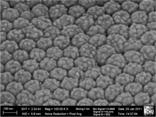 Figure 4 Scanning electron microscopic image of gold nanoparticles synthesized by electrochemical deposition.