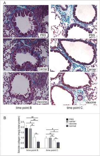 Figure 5. Airway subepithelial collagen deposition was reduced significantly in vaccinated mice (interventional experiments). (A) Lung sections were stained with Masson trichrome, and representative images are shown (original magnification, ×200). (B) A soluble collagen assay with lung tissue homogenates was performed for the quantitative detection of collagen deposition. The statistical analyses were performed with one-way ANOVA followed by a Newman-Keuls multiple-comparison test. #P < 0.05; N = 6/group at time point B, and N = 8/group at time point C