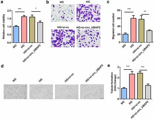 Figure 3. Knockdown of circ-UBAP2 inhibited viability, migration, and tube formation of the HG-treated hRMECs. (a) MTT assay was performed to determine the cell viability. (b) The migrated cells were fixed and stained after the transwell migration assay. (c) Quantification of B. (d) Images of the tube-like structures were observed under an inverted microscope after 24 h incubation. (e) Quantification of D. Each experiment was performed in triplicate. *P < 0.05; **P< 0.01; ***P < 0.001. HG, high glucose; MTT, 3-(4,5-dimethylthiazol-2-yl)-2,5-diphenyl tetrazolium bromide; hRMECs, human retinal microvascular endothelial cells