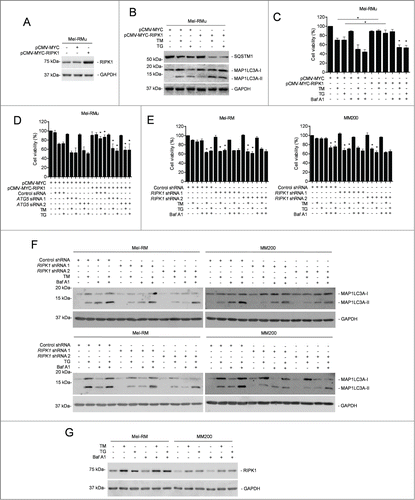 Figure 4 (See previous page). RIPK1 protects melanoma cells from TM- or TG-induced apoptosis by activation of autophagy. (A) Whole cell lysates from Mel-RMu cells stably transfected with pCMV-MYC or pCMV-MYC-RIPK1 were subjected to western blot analysis of RIPK1 and GAPDH (as a loading control). The data shown are representative of 3 individual experiments. (B) Mel-RMu cells stably transfected with pCMV-MYC or pCMV-MYC-RIPK1 were treated with tunicamycin (TM) (3 μM) or thapsigargin (TG) (1 μM) for 16 h. Whole cell lysates were subjected to western blot analysis of SQSTM1, MAP1LC3A and GAPDH (as a loading control). The data shown are representative of 3 individual experiments. (C) Mel-RMu cells stably transfected with pCMV-MYC or pCMV-MYC-RIPK1 were treated with TM (3 μM) or TG (1 μM) for 48 h with or without pretreatment with bafilomycin A1 (Baf A1) (10 nM) for 1 h. Cell viability was measured by CellTiter-Glo assays (n = 3, mean ±SEM, *P < 0.05, Student t test). (D) Mel-RMu cells stably transfected with pCMV-MYC or pCMV-MYC-RIPK1 were transiently transfected with the control or ATG5 siRNA followed by treatment with TM (3 μM) or TG (1 μM) for 48 h. Cell viability was measured by CellTiter-Glo assays (n = 3, mean ±SEM, *P < 0.05, Student t test). (E) Mel-RM (left panel) and MM200 (right panel) cells transduced with the control or RIPK1 shRNA were treated with TM (3 μM) or TG (1 μM) for 48 h with or without pretreatment with Baf A1 (10 nM) for 1 h. Cell viability was measured by CellTiter-Glo assays (n = 3, mean ±SEM, *P < 0.05, Student t test). (F) Mel-RM and MM200 cells transduced with the control or RIPK1 shRNA were treated with TM (3 μM) (upper panel) or TG (1 μM) (lower panel) with or without pretreatment with Baf A1 (10 nM) for 1 h. Whole cell lysates were subjected to western blot analysis of MAP1LC3A and GAPDH (as a loading control). The data shown are representative of 3 individual experiments. (G) Whole cell lysates from Mel-RM and MM200 cells treated with TM (3 μM) or TG (1 μM) for 16 h with or without pretreatment with Baf A1 (10 nM) for 1 h were subjected to western blot analysis of RIPK1 and GAPDH (as a loading control). The data shown are representative of 3 individual experiments.