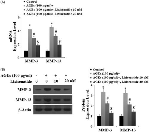 Figure 3. Lixisenatide ameliorates advanced glycation end products (AGEs)-induced expression of MMP-3 and MMP-13. (A) Expression of MMP-3 and MMP-13 determined by real-time PCR analysis; (B) Expression of MMP-3 and MMP-13 determined by western blot analysis (*, #, $, p < .01).