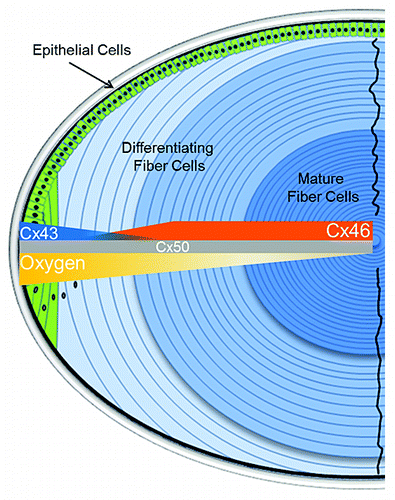 Figure 1. Schematic model of lens connexin expression zones. Cx43 is expressed primarily in the epithelial and short differentiating fiber cells. Cx46 expression begins relatively early in lens differentiation and small amounts can be found in the short differentiating fiber cells. Cx50 expression remains relatively constant throughout lens development. Lens epithelial cells begin to elongate and migrate inward when the transition of Cx43 to Cx46 expression occurs as oxygen levels fall from 10–15 mmHg to ~3–5 mmHg within the lens.