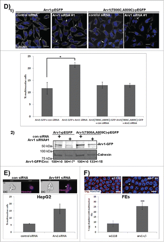 Figure 3. (Continued)