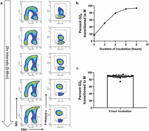 Figure 4. (a) representative flow plots at time points from 0 to 8 hours in HeLa cells under normal conditions. (b) A line plot of the same data showing the kinetics of G2 entry. (c) A plot of the percent of G2/M phase cells that have entered mitosis in the positive control sample across the 10 most recent experiments N = 25