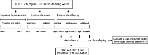 FIG. 1 Experimental design to determine effects of developmental and early life exposure to TCE.