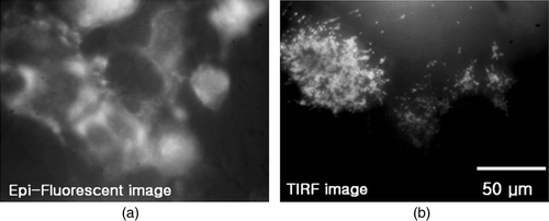 Figure 2.  Microscopic images of HEK293 cells with eGFP: (a) EF image; (b) TIRF image.