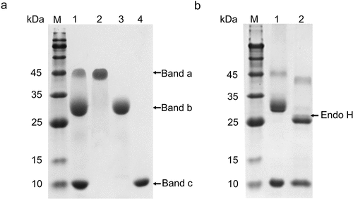 Figure 4. Purification and identification of proteins in the culture supernatant. (a) SDS-PAGE assay of the fermentation supernatant and purified proteins. Lane M: molecular mass marker; Lane 1 shows the protein in the fermentation supernatant; Lane 2: band a; Lane 3: band b; Lane 4: band c; (b) De-glycosylation of the protein in the fermentation supernatant using Endo H. Lane M: molecular mass marker; Lane 1 shows the protein in the fermentation supernatant; Lane 2: the protein in the fermentation supernatant treated with Endo H.