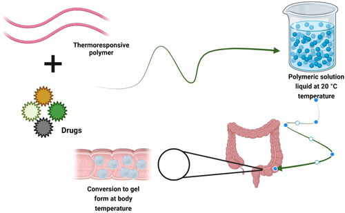 Figure 4. Ulcerative colitis targeted by thermo responsive nanocarrier system via rectal route.