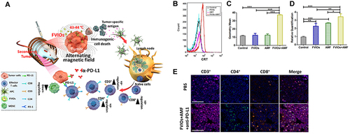 Figure 8 (A) Mechanism of the FVIO-mediated mild magnetic hyperthermia can activate the host immune systems and efficiently cooperate with PD-L1 blockade to inhibit the potential metastatic spreading as well as the growth of distant tumors. (B and C) Quantification of CRT exposure on the surface after treatment by flow cytometry (***p < 0.001). (D) Quantification of CRT exposure on the surface by RT-PCR analysis (*p < 0.05, **p < 0.01, ***p < 0.001). (E) Representative multispectral fluorescence images of distant tumors after treatment. Scale bar: 100 μm. Reprinted from Liu X, Zheng J, Sun W, et al. Ferrimagnetic Vortex Nanoring-Mediated Mild Magnetic Hyperthermia Imparts Potent Immunological Effect for Treating Cancer Metastasis. ACS Nano. 2019;13(8):8811–8825. Copyright © 2019, American Chemical Society.Citation116