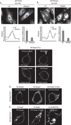 FIG 3 Rasip1 and Radil translocate to the plasma membrane independently. (A) The upper panel shows live imaging of GFP-Radil-expressing HUVECs, treated with control siRNA (siC), or siRNA targeting Rasip1 (siRasip1). Cells were grown to confluence and stimulated with 007-AM 15 min prior to imaging. Boxed areas are enlarged in insets. In the lower panel, the left graph shows the relative intensity profiles of fluorescent signal intensities along the line scans depicted in the boxed area. The right graph shows the knockdown efficiency as assessed by Q-PCR. (B) The upper panel shows live imaging of GFP-Rasip1-expressing HUVECs, treated with control siRNA (siC) or siRNA targeting Radil (siRadil). The cells were grown to confluence and stimulated with 007-AM for 15 min prior to imaging. The boxed areas are enlarged in insets. In the lower panel, the left graph shows the relative intensity profiles of fluorescent signal intensities along the line scans depicted in the boxed area. The right graph shows the knockdown efficiency as assessed by Q-PCR. (C) Live imaging of mCherry-Radil or YFP-Rasip1 in HEK293T cells transfected with HA-Rap1A(V12) and both mCherry-Radil and YFP-Rasip1 (upper panels), only mCherry-Radil (lower left panel), or only YFP-Rasip1 (lower right panel). (D) Live imaging of wild or mutant mCherry-Radil (as indicated) in HEK293T cells transfected with HA-Rap1A(V12) and either mCherry-Radil or mCherry-Radil K79A, together with either HA-Rasip1 or HA-Rasip1 K163A. (E) Live imaging of wild or mutant YFP-Rasip1 (as indicated) in HEK293T cells transfected with HA-Rap1A(V12) and either YFP-Rasip1 or YFP-Rasip1 K163A, together with either V5-Radil or V5-Radil K79A.