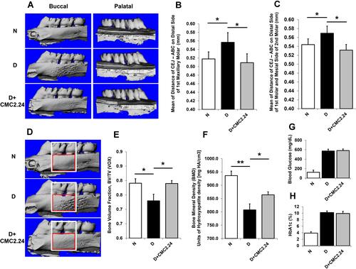 Figure 3 Morphometric analyses of diabetes-induced periodontal alveolar bone loss and osteoporosis measured by μCT in rat with 4-day thioglycolation. (A) White “markers” (flat-end line, “Ι”) indicates the distance from CEJ to ABC at the sites between the distal side of the 1st molar and the mesial side of the 2nd molar, bucco-palatally, representing alveolar bone loss. (B) Mean of distance (mm) of CEJ-ABC at the distal side of the 1st maxillary molar on both buccal and palatal view. (C) Mean of distance (mm) of CEJ-ABC at both the distal side of the 1st molar and the mesial side of the 2nd molar buccal-palatally. (D) Morphometric analyses of diabetes-induced osteoporosis measured by μCT in rat with 4-day thioglycolation. The total volume of interest (VOI) area indicates in the white box. And the bone volume of interest area indicates in the red box. (E) The analysis of bone volume fraction (BV/TV) by μCT. (F) The analysis of bone mineral density (BMD) by μCT based on calculating the units of hydroxyapatite density (mg HA/cm3). (G) The levels of blood glucose (mg/dL) in normal/control (non-diabetic), untreated diabetic and the CMC2.24-treated diabetic rats, respectively. (H) The levels of HbA1c (%) in normal/control (non-diabetic), untreated diabetic and the CMC2.24-treated diabetic rats, respectively. Each value represents Mean (n=6/group) ± Standard Error (S.E.M.). *p < 0.05; **p < 0.005, values were compared between groups at the same time period.