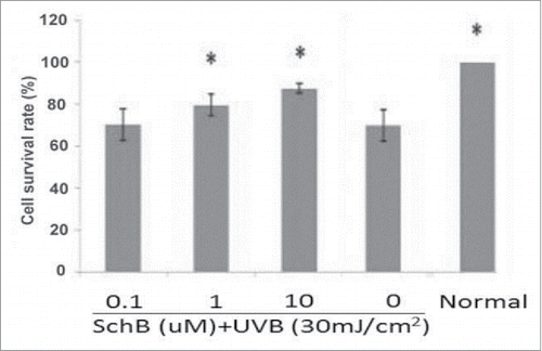 Figure 1. Schizandrin B protected from oxidative damage in UVB-induced HaCaT. Normal: Cells were treated with 0.1% DMSO. * p < 0.05, compared with control.
