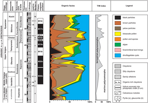 Fig. 5  Ammonite, belemnite and buchia zonations in relation to litho- and magneto-stratigraphy and relative abundance of micropalaeontologic data (palynomorphs, dinocysts and foraminiferal test linings). The T/M index is the relative abundance of terrestrial and marine palynomorphs.